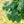 Redbud, Cercis Canadensis