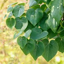 Redbud, Cercis Canadensis