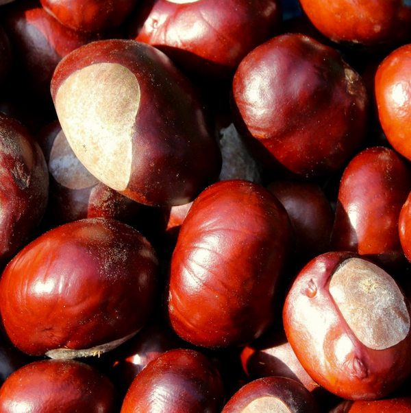 Hybrid chestnut 'Marsol'