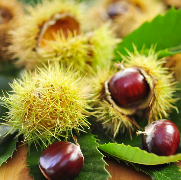 Chestnut 'Bouche de Bétizac'