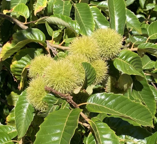 Hybrid chestnut 'Vermont'