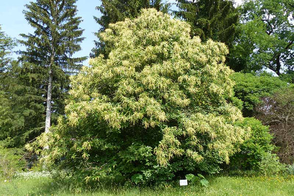 Hybrid chestnut 'Vermont'