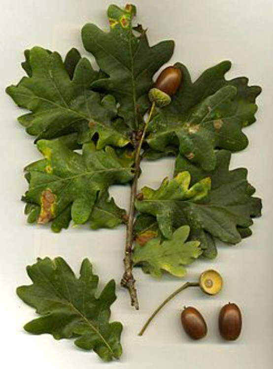 Columner english oak - quercus robur