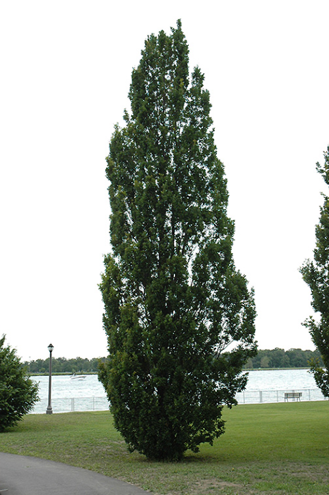 Columner english oak - quercus robur