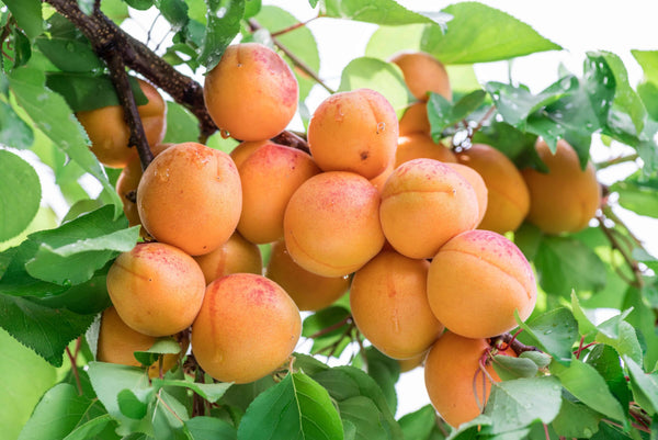 Apricot 'Chinese Mormon'