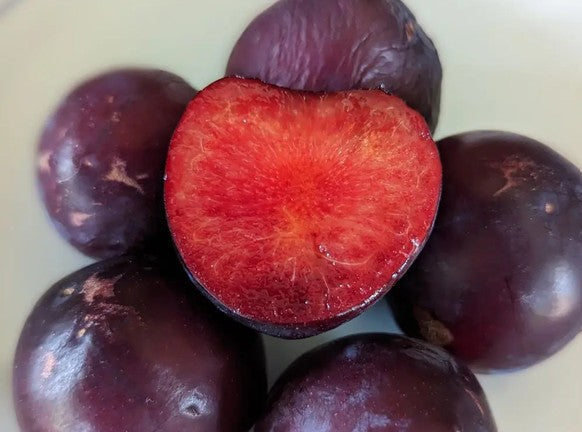 Mystery Cherry-plum 