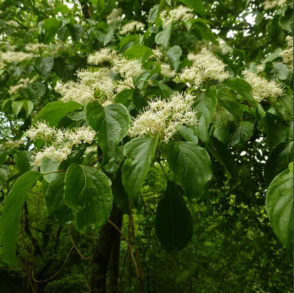 Walter Dogwood Cornus Walteri