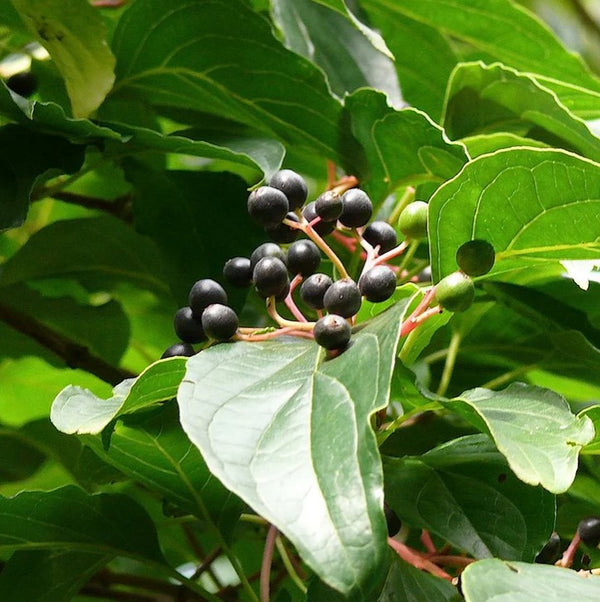 Walter Dogwood Cornus Walteri