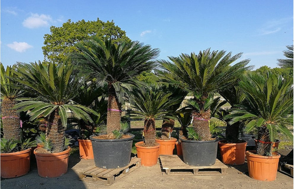 sago palm cycas plant King Sago Palm Cycas revoluta