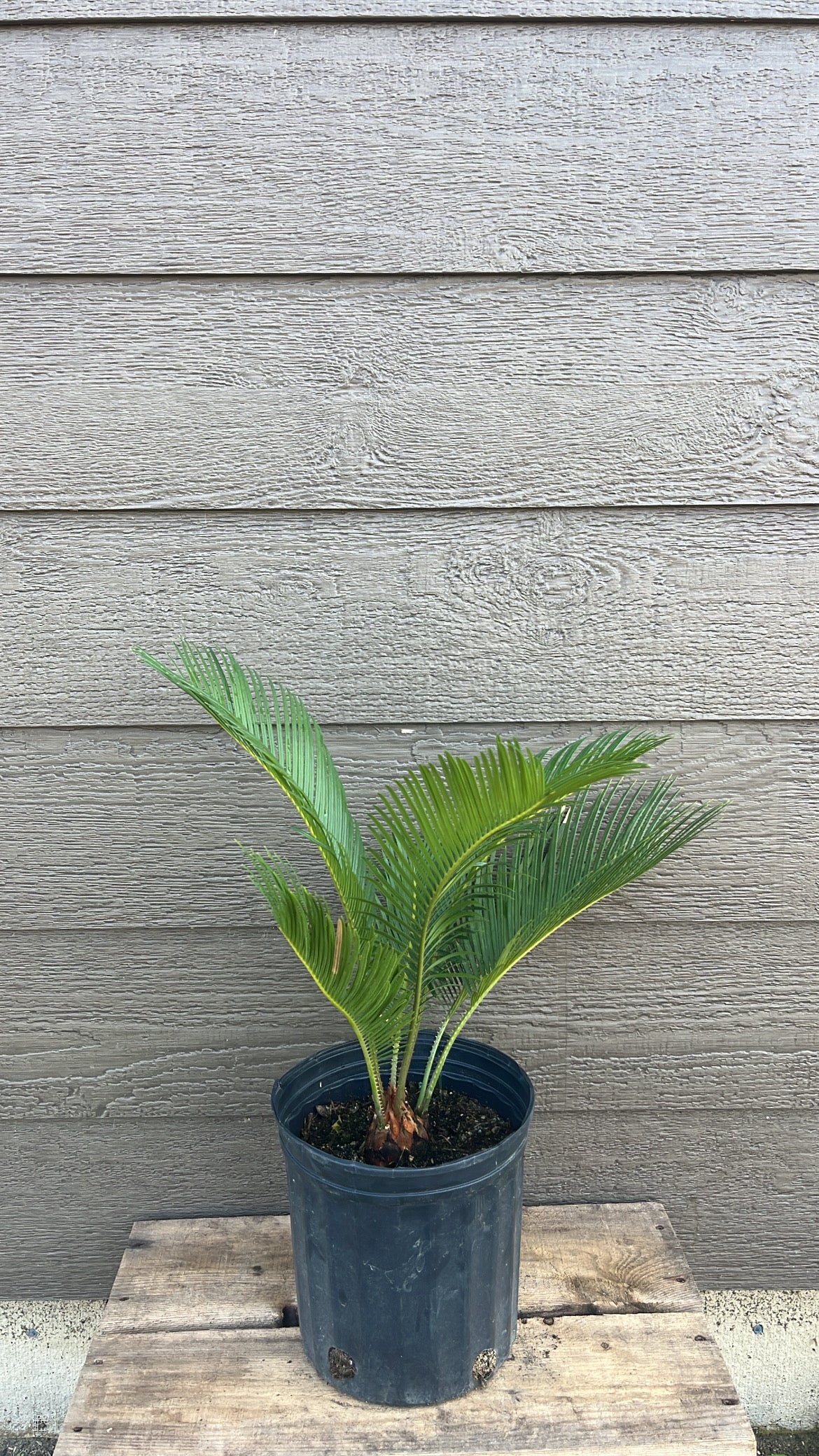 cycas palm plant King Sago Palm Cycas revoluta