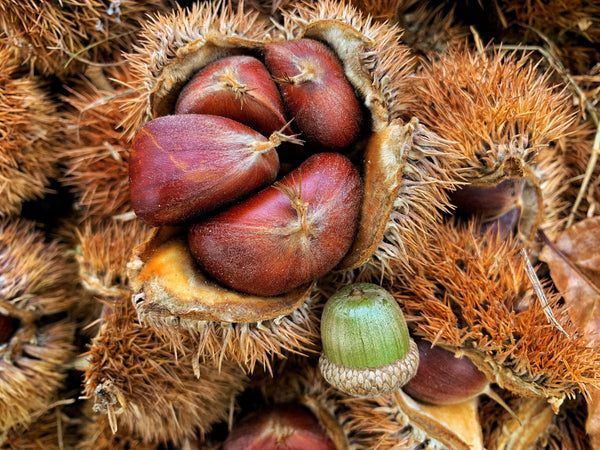 Hybrid chestnut 'Dunstan'