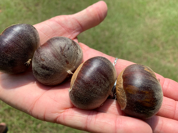 Hybrid chestnut 'Dunstan'