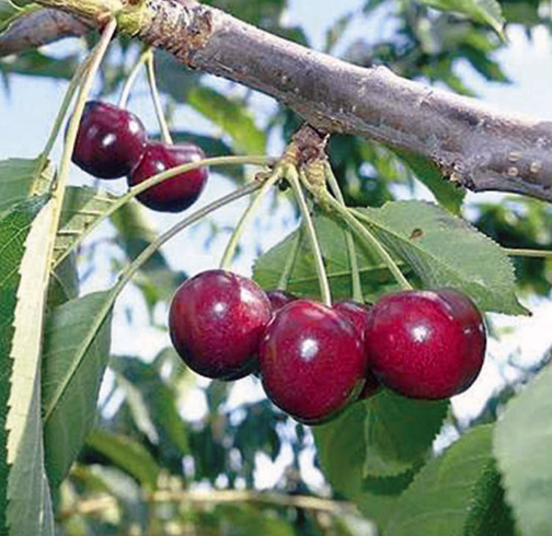 EBONYPEARL sweet cherry SEMI-DWARF (GISELA 12)