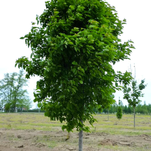 Tatarian Maple (Acer tataricum) 9 Tatarian Maple (Acer tataricum)