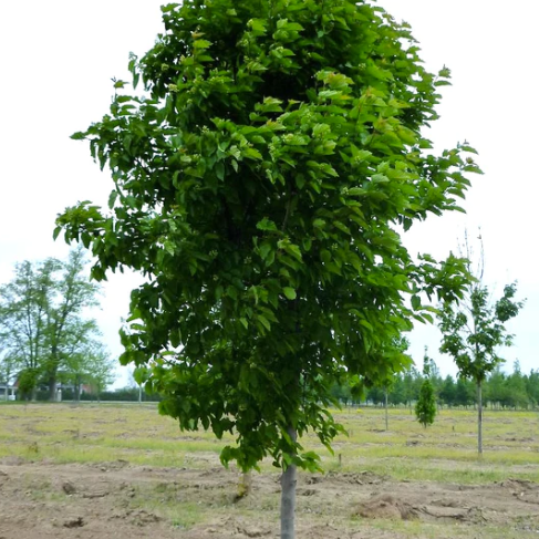 Tatarian Maple (Acer tataricum)