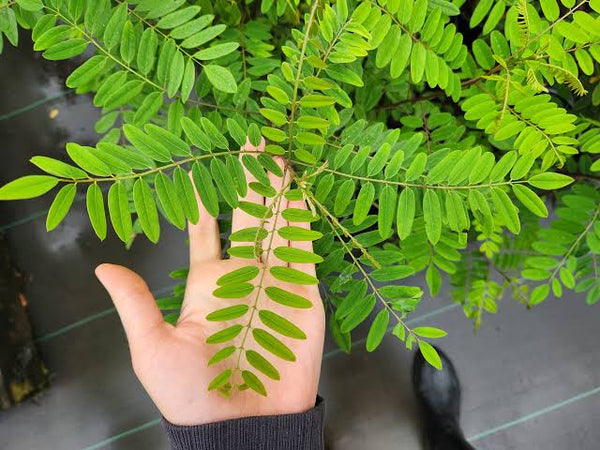 Amorpha Fruticosa FALSE INDIGO (Amorpha fruticosa)