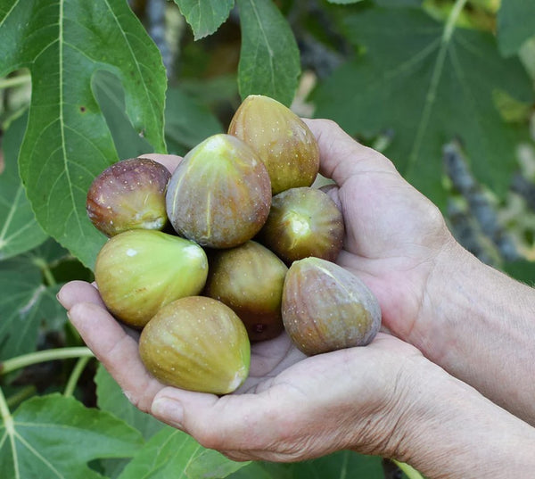 Olympian fig tree