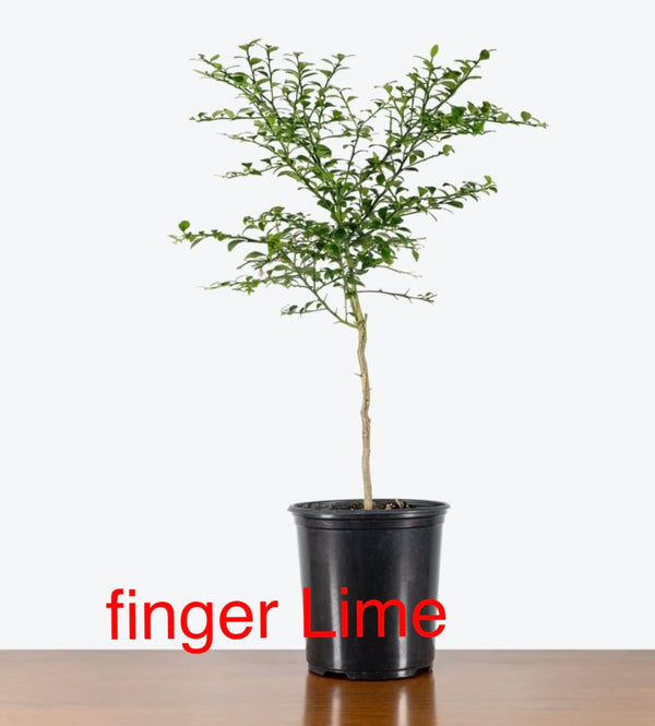 Finger lime 'Red Chaempeng' 