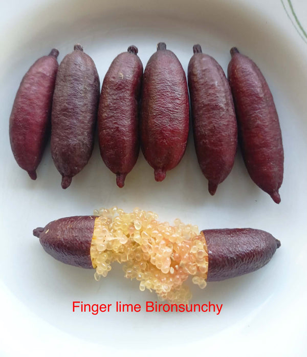 Finger lime 'Bironsunchy' 