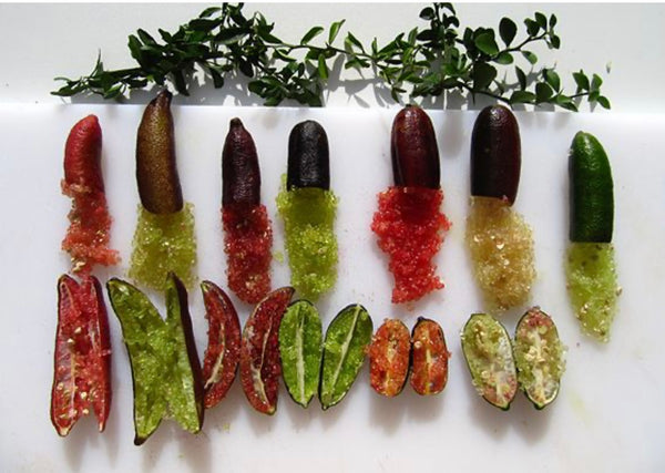 Finger lime 'Demerol'