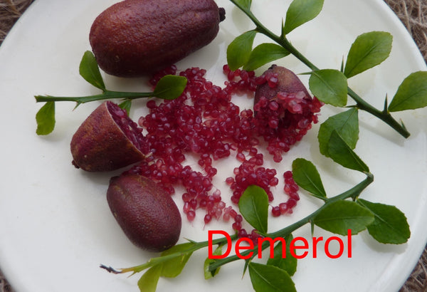 Finger lime 'Demerol'