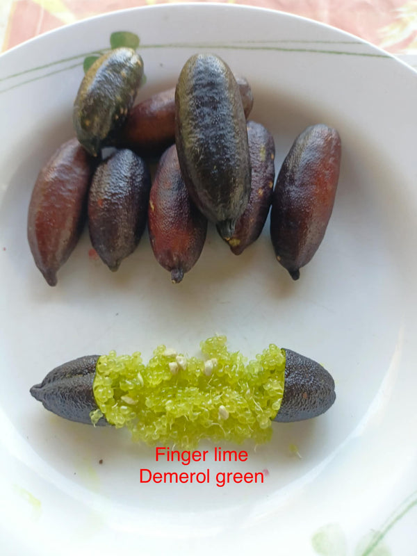 Finger lime 'Emerald'