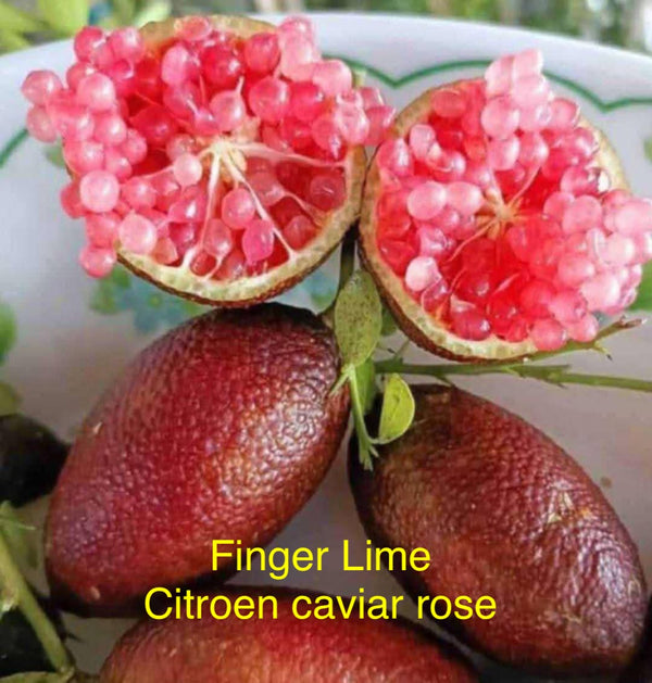 Finger lime 'Caviar Rose'