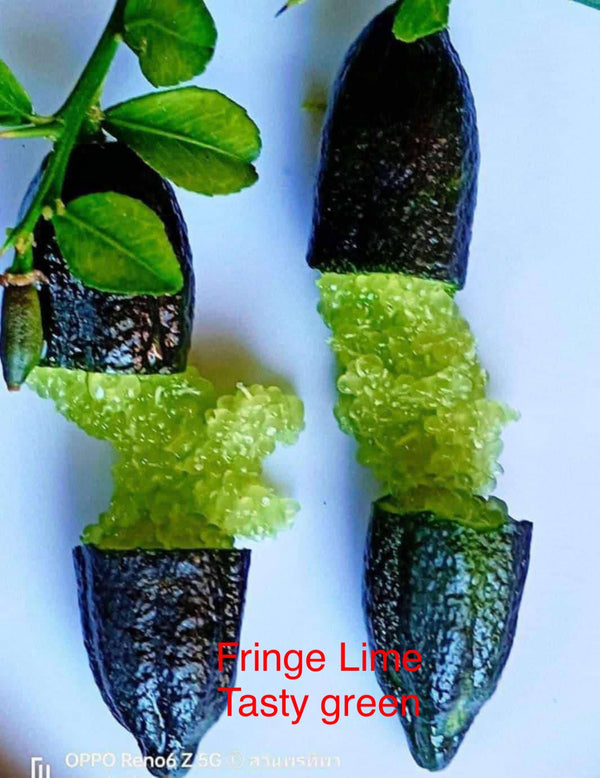Finger Lime 'Tasty Green'