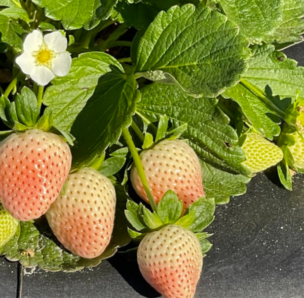 FLORIDA PEARL strawberry