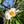 Franklin tree - *Franklinia alatamaha*