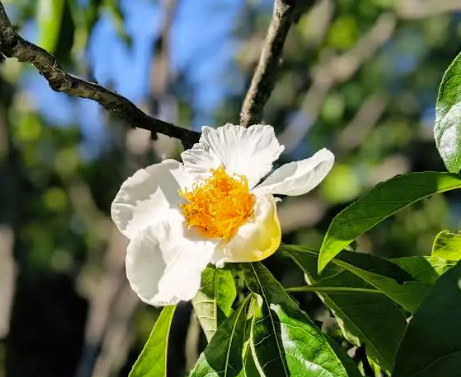 Franklin tree - *Franklinia alatamaha*
