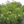 Franklin tree - *Franklinia alatamaha*