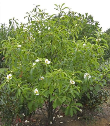 Franklin tree - *Franklinia alatamaha*