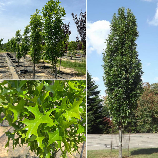 Columnar Oak 'Green Pillar' Q. Palustris