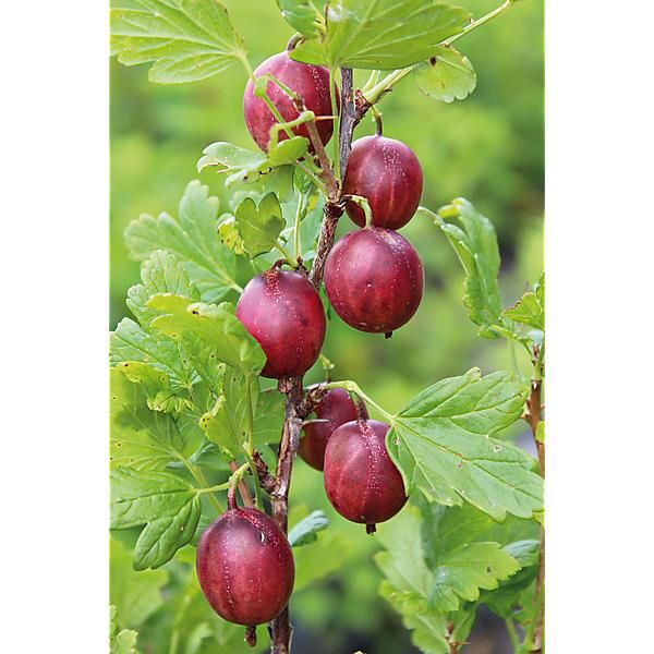 GOOSEBERRY 'Captivator'