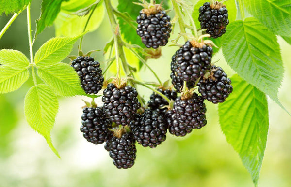 Blackberry Hardy Black