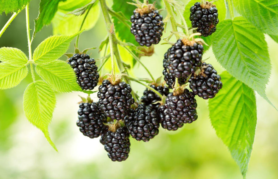 Blackberries and raspberries