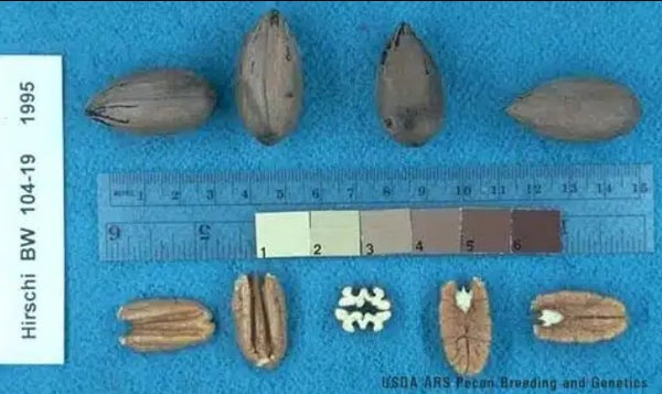 Hirschi Pecan seedlings