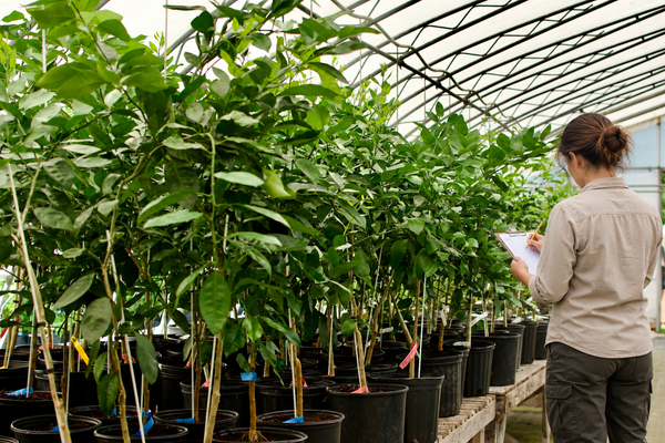A nursery employee takes inventory of plants in the Nutcracker Nursery greenhouse.