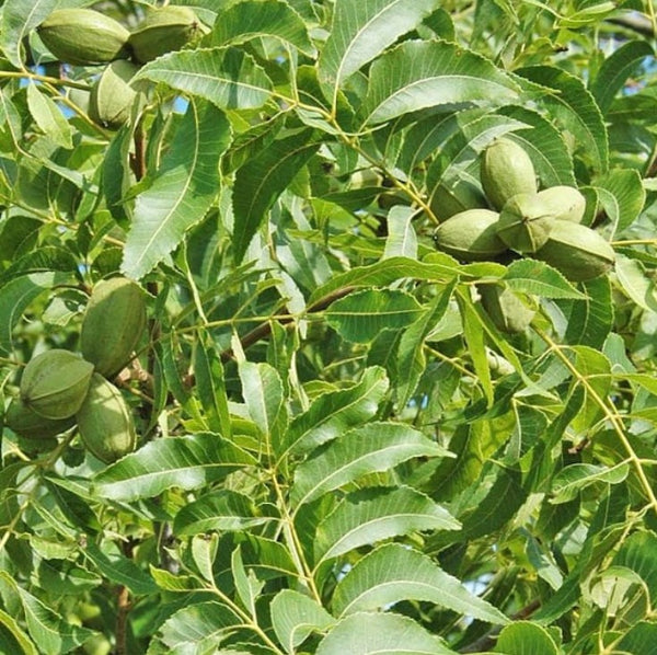 Kanza Pecan seedlings
