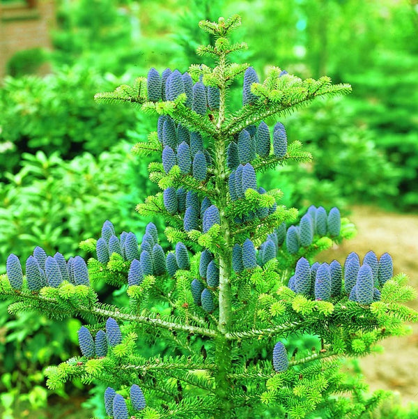 Korean fir (Abies koreana)