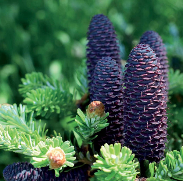 Korean fir (Abies koreana)