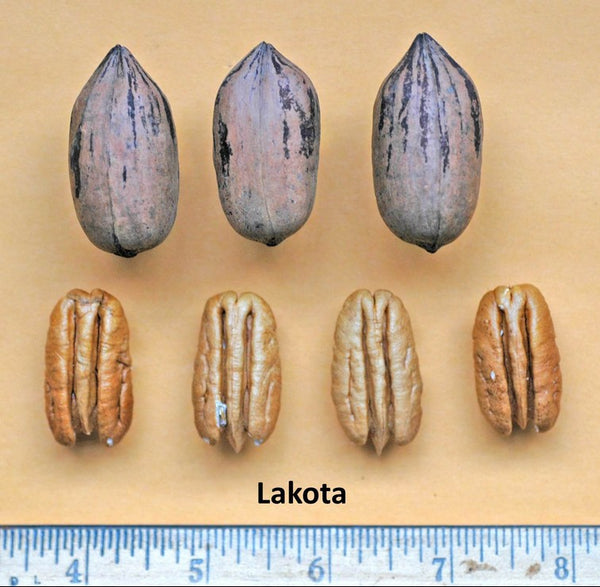 Lakota Pecan seedlings
