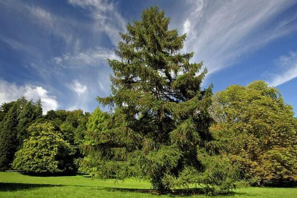 European Larch - Larix decidua