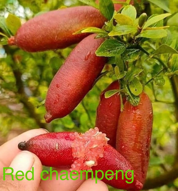 Finger lime 'Red Chaempeng' 