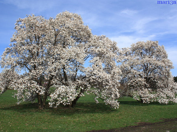 Magnolia x loebneri "Dr Merrill"