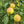 Loving pear tree on (OHxF97) large semi-dwarf