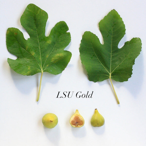 Fig LSU Gold