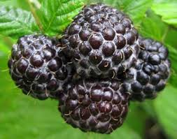 Black Raspberry 'Mac Black' Rubus occidentalis