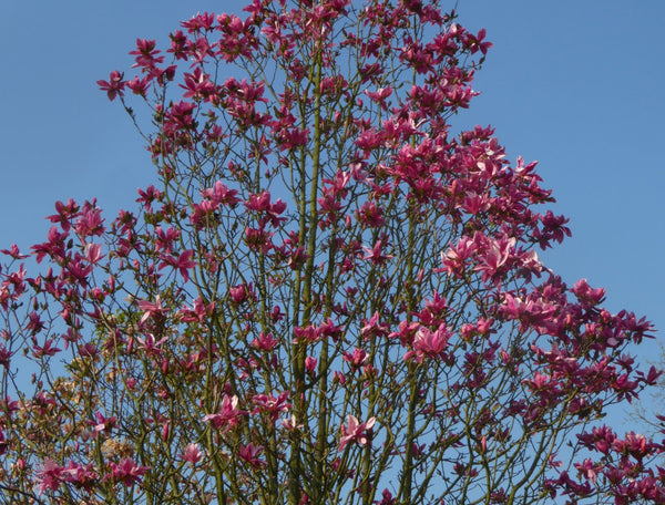 Magnolia 'Daybreak'